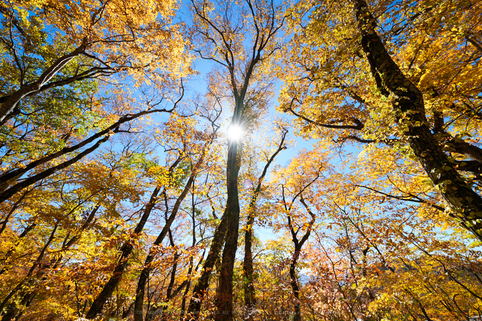 お写ん歩: Nikon AF-S NIKKOR 14-24mm f/2.8G EDアーカイブ